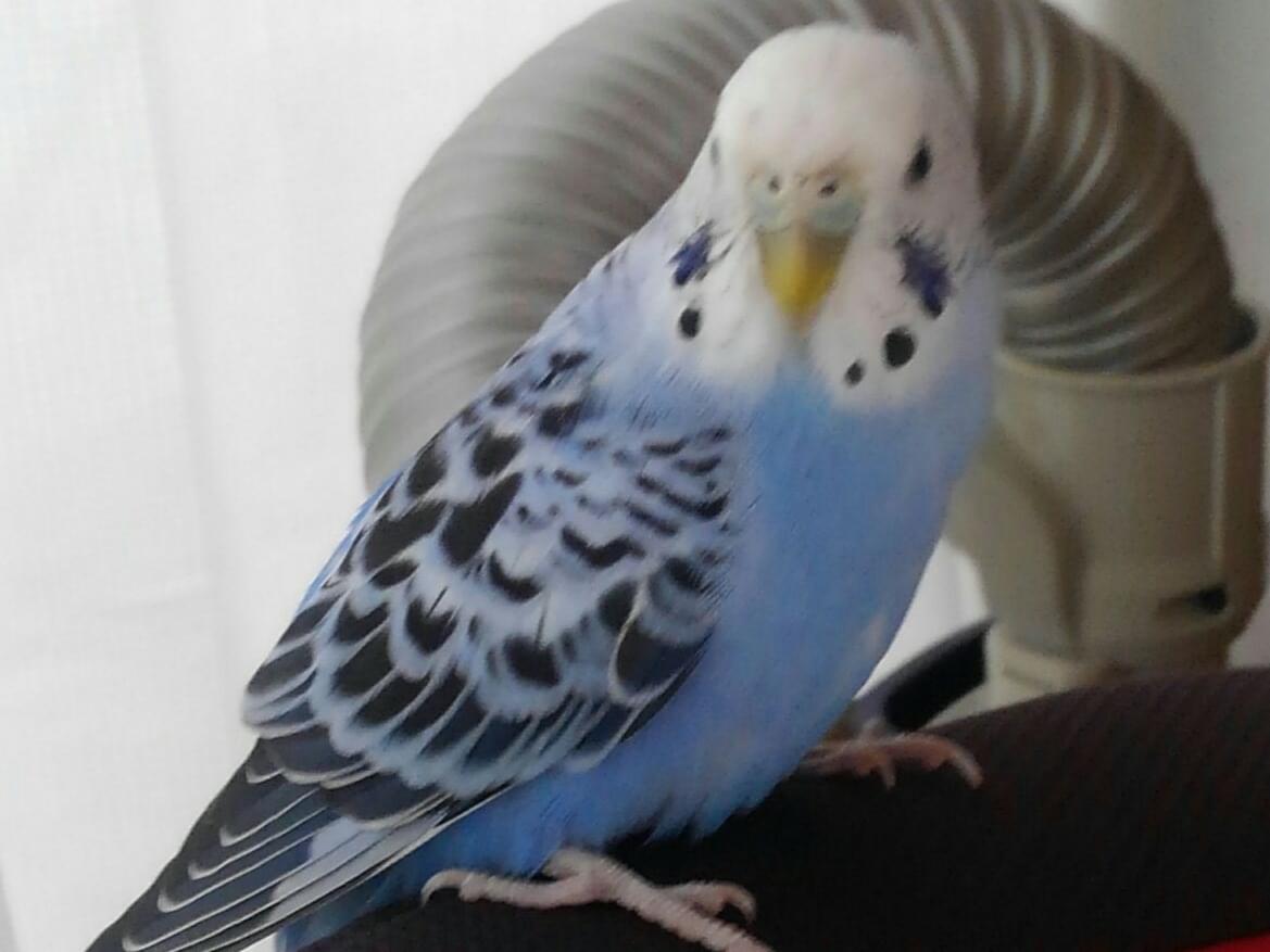 保護された鳥 保護された鳥
