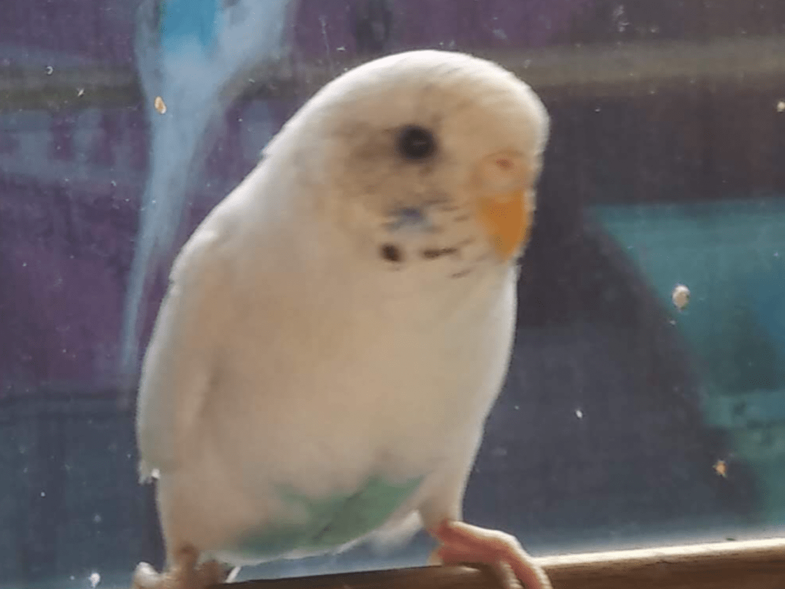 てこちゃん てこちゃん