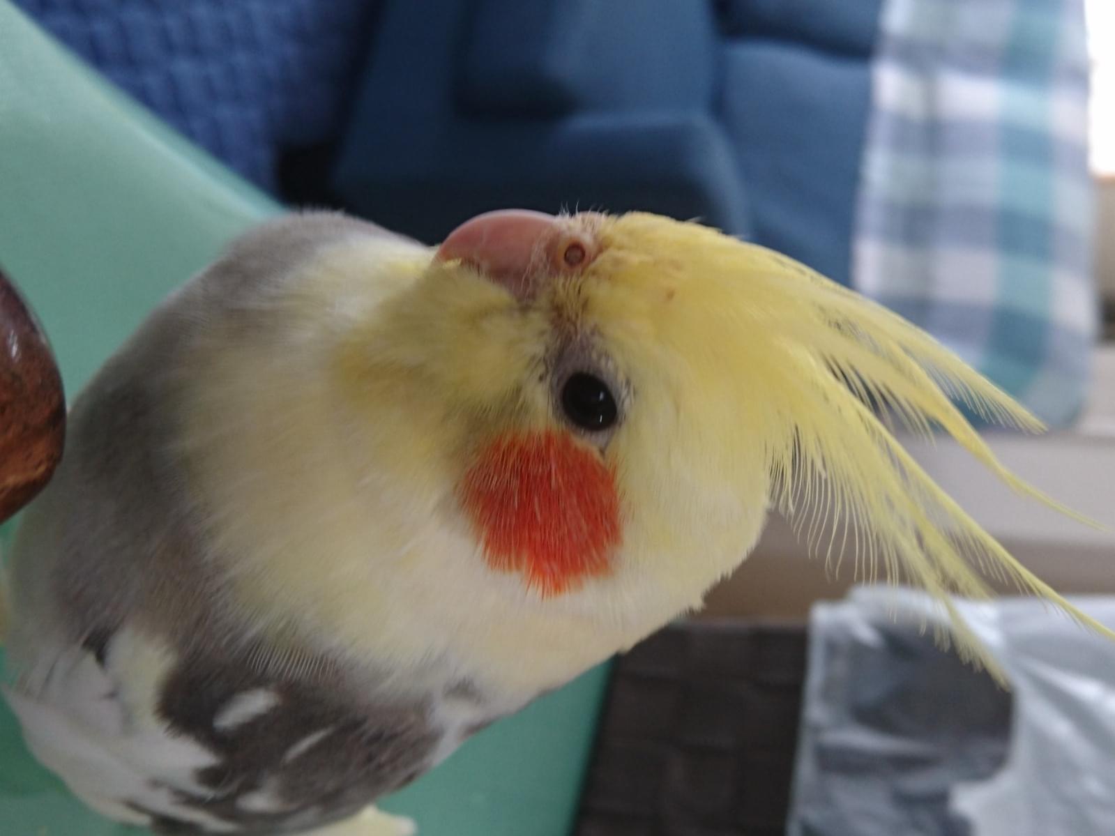 あんずちゃん あんずちゃん