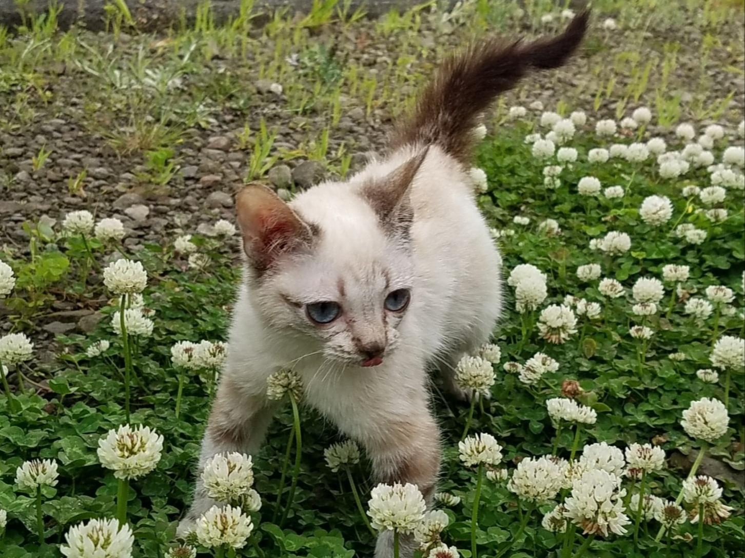 ゴマちゃん ゴマちゃん