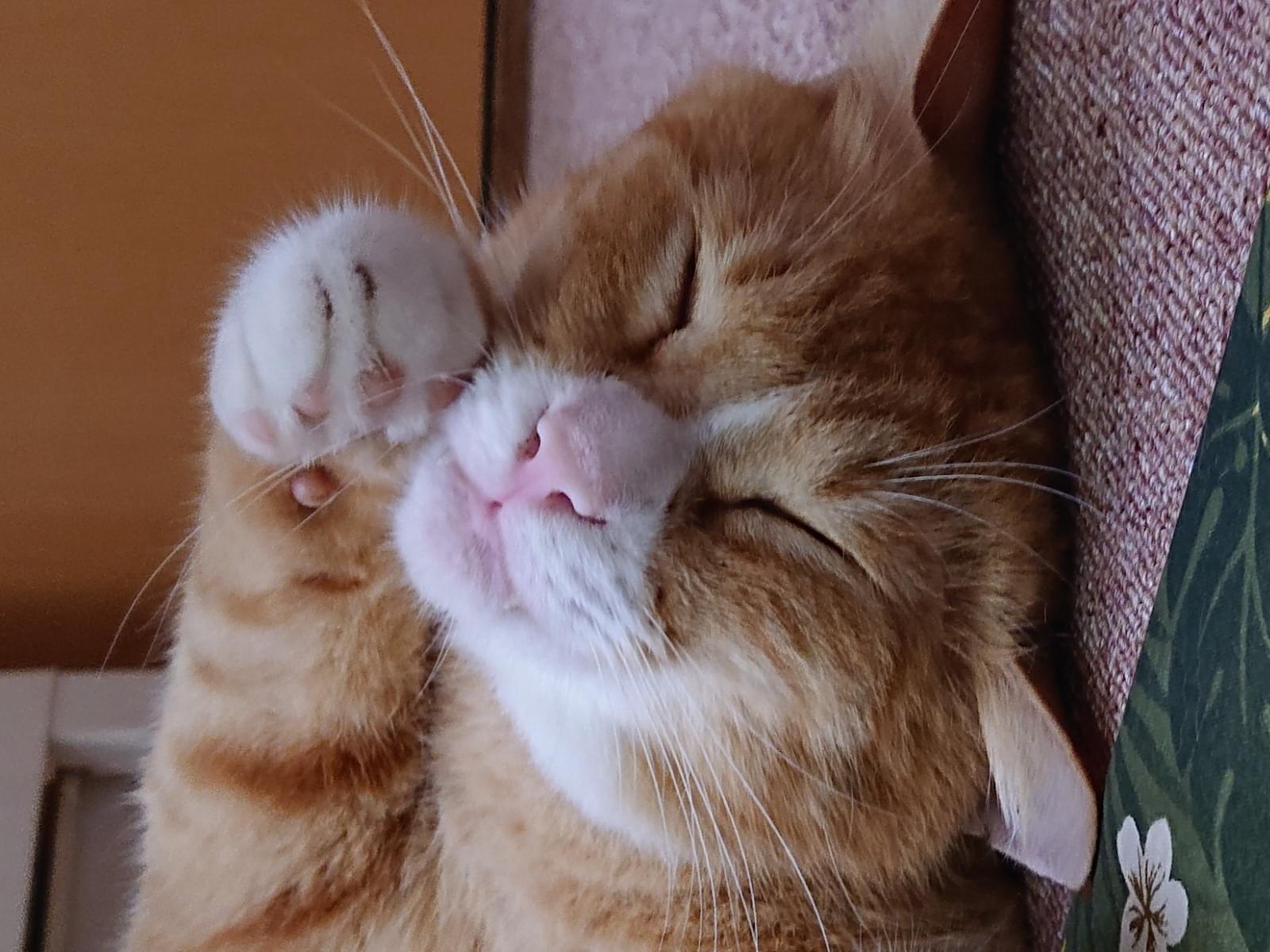 くりちゃん くりちゃん