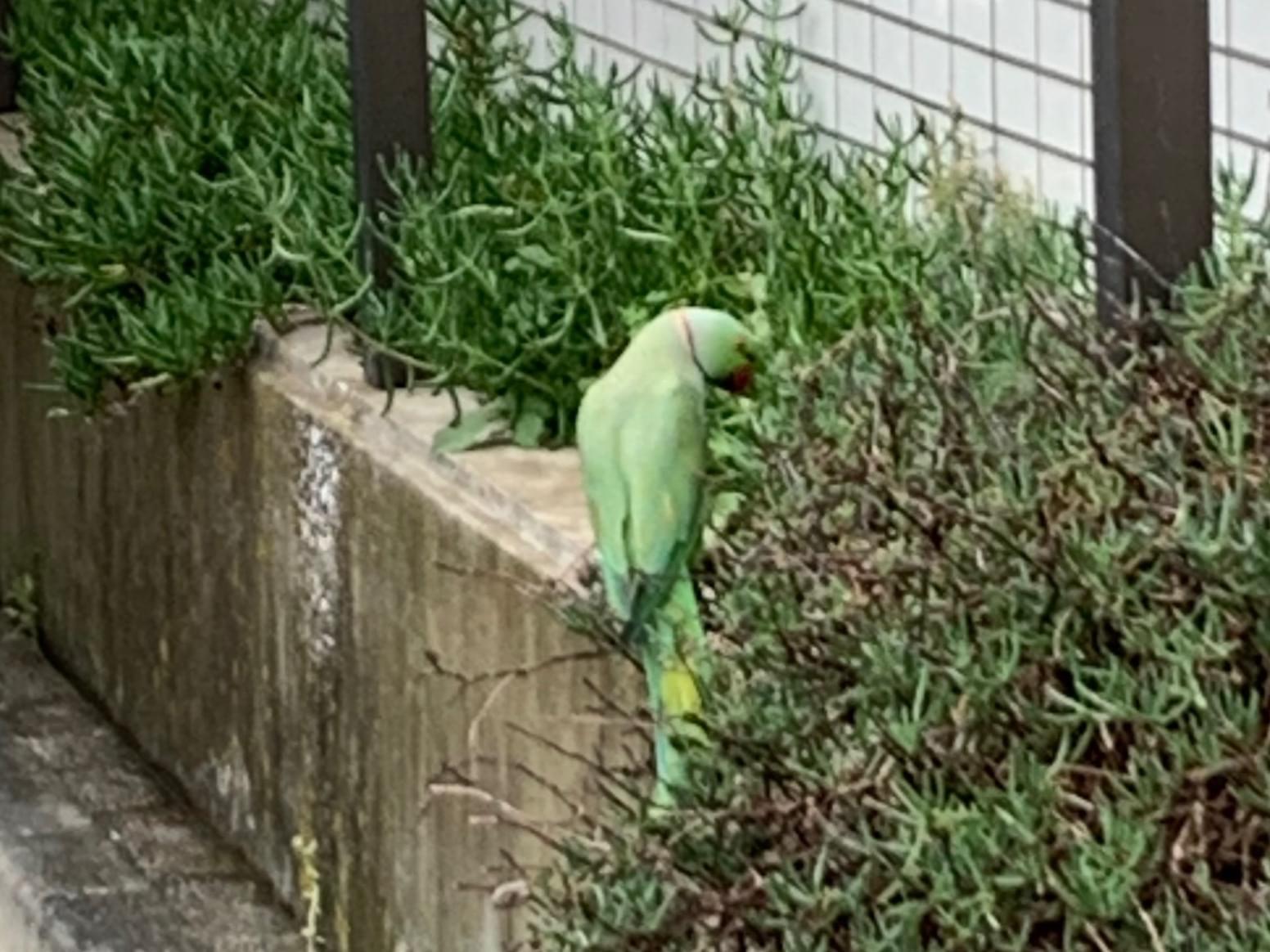 目撃された鳥 目撃された鳥