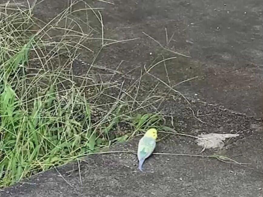 目撃された鳥 目撃された鳥