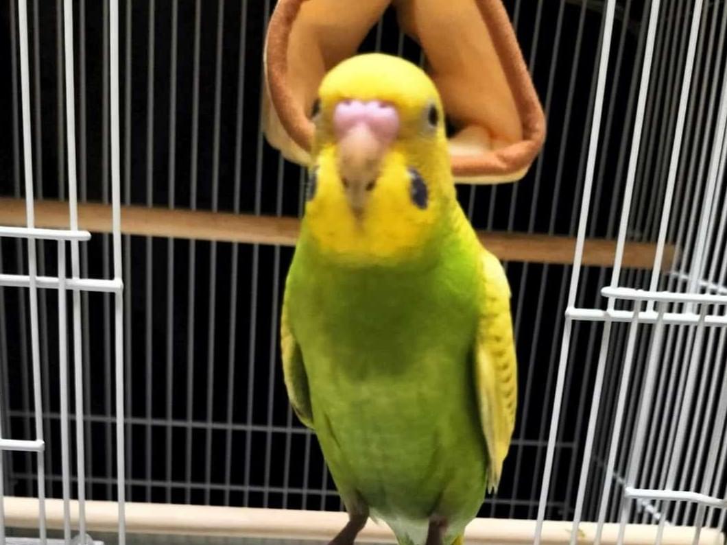 ふくちゃん ふくちゃん