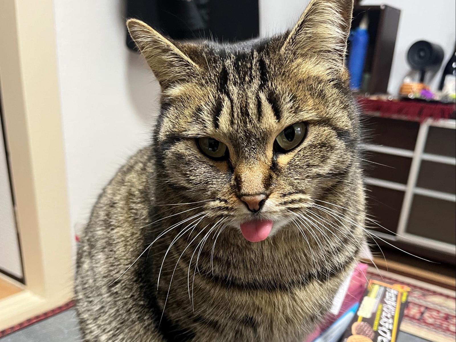 ナナちゃん ナナちゃん