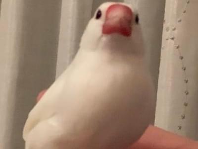 トビーちゃん トビーちゃん