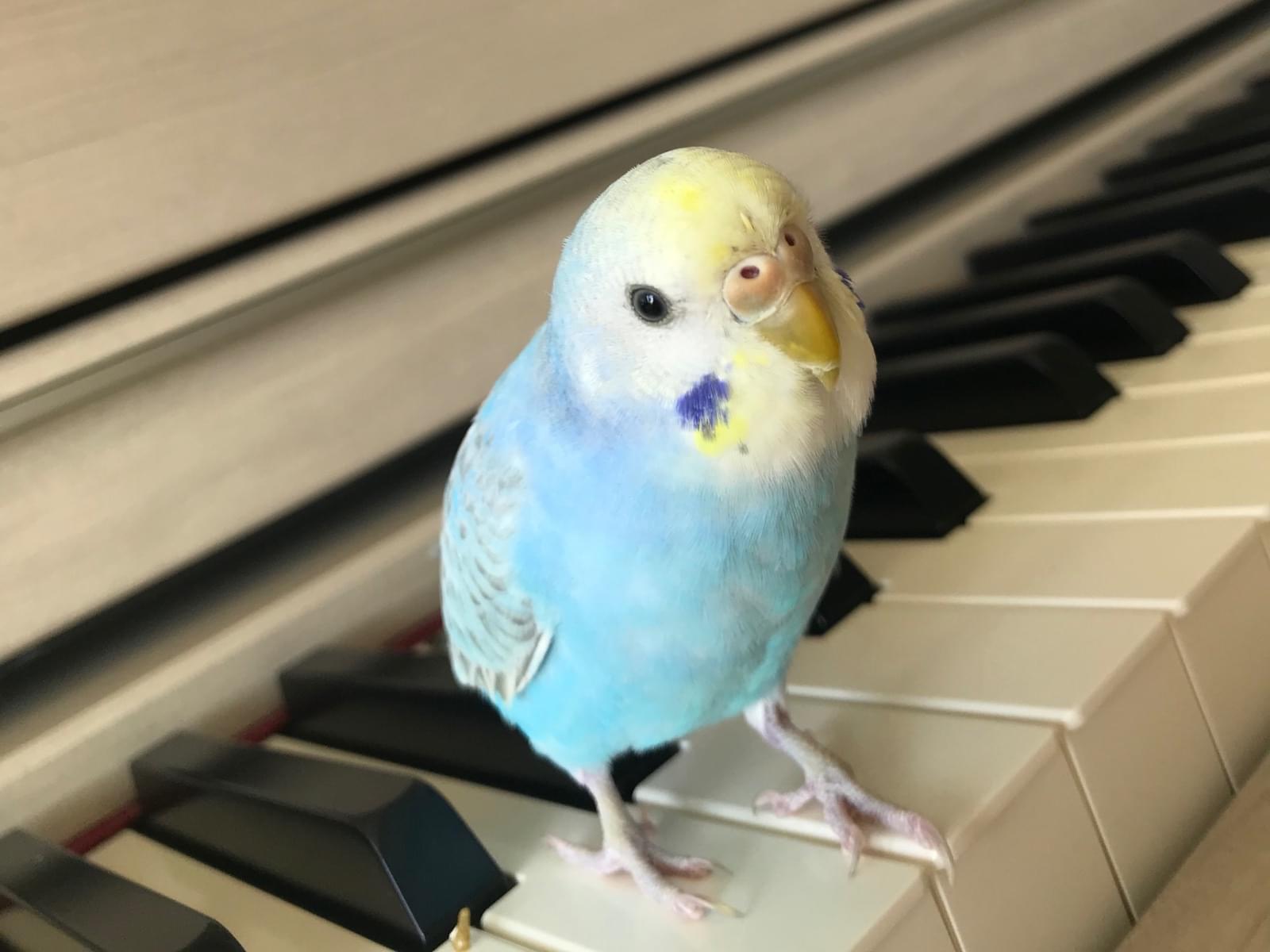 パッちゃん パッちゃん