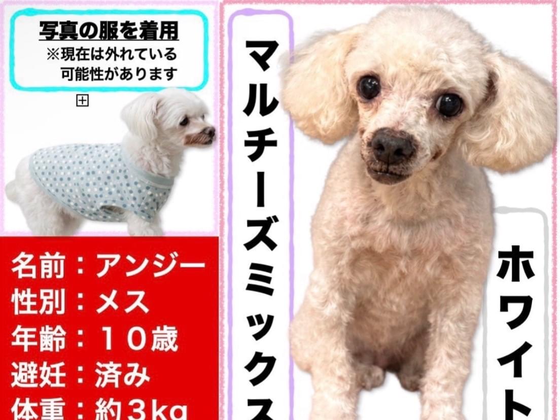 アンジーちゃん