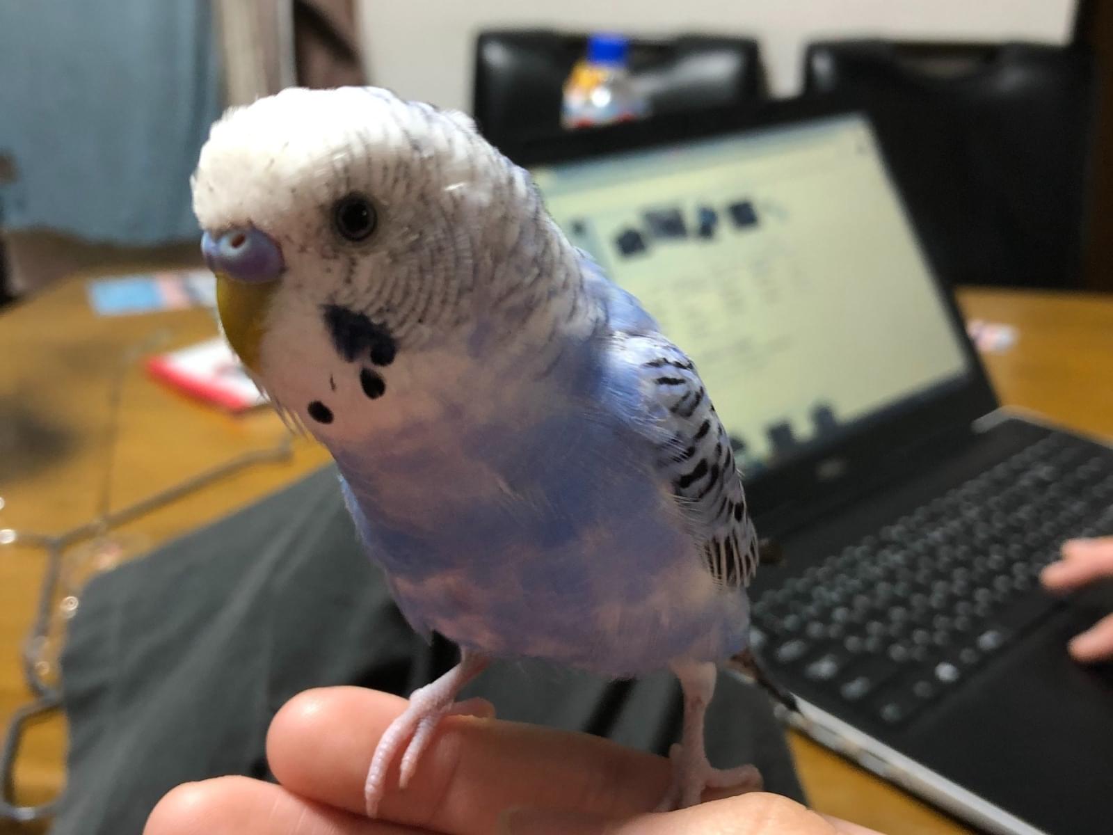 ぴーちゃん ぴーちゃん