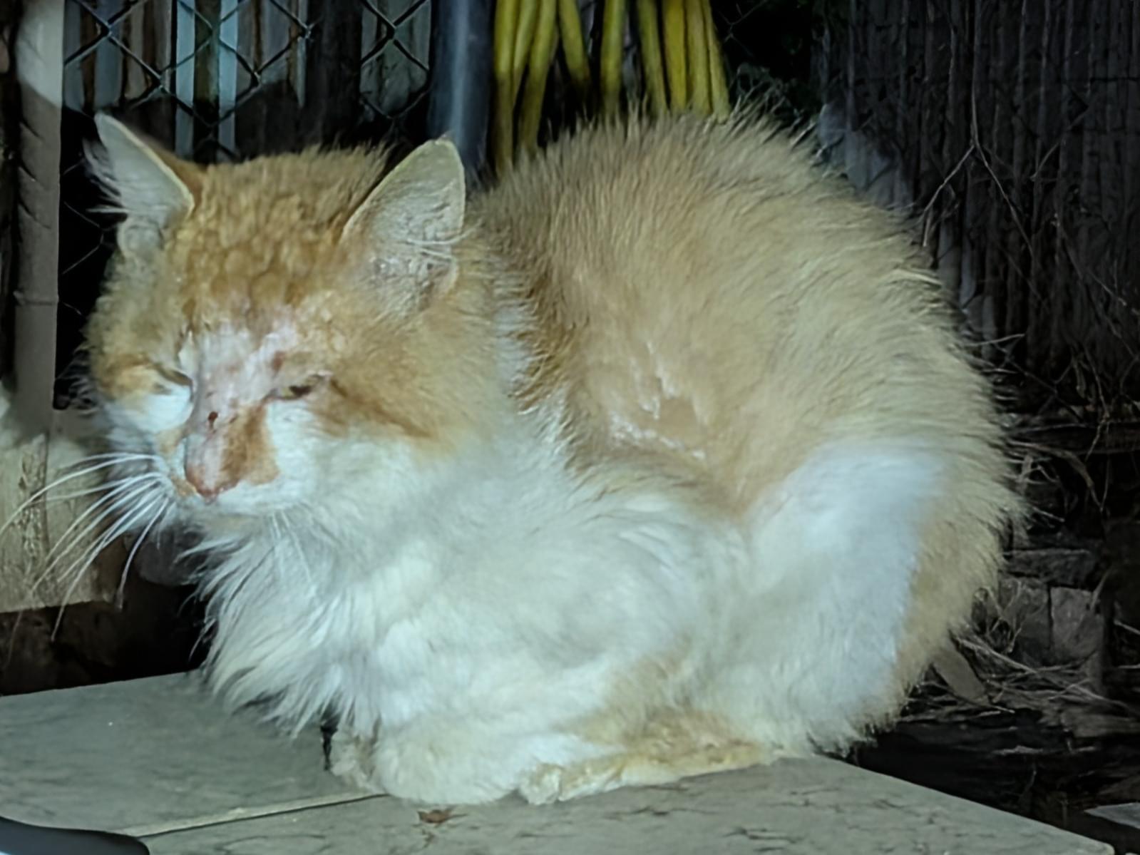 目撃された猫