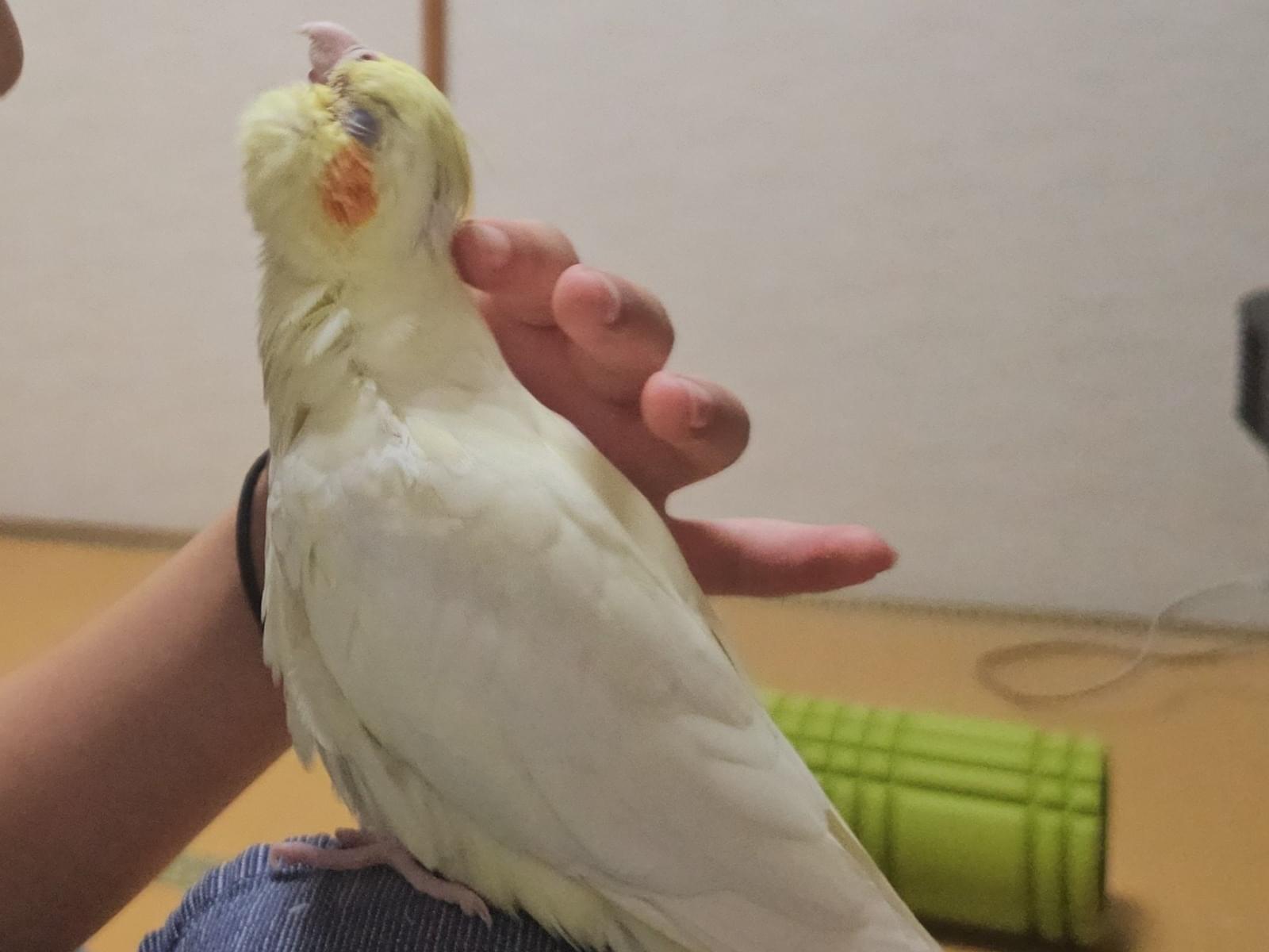 おはるちゃん おはるちゃん