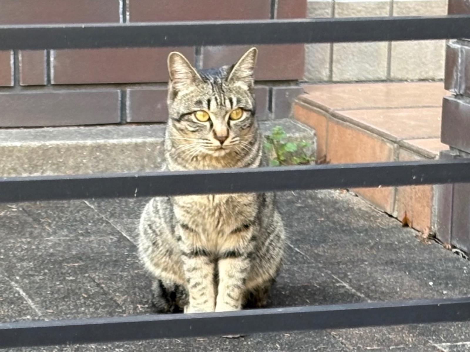 目撃された猫