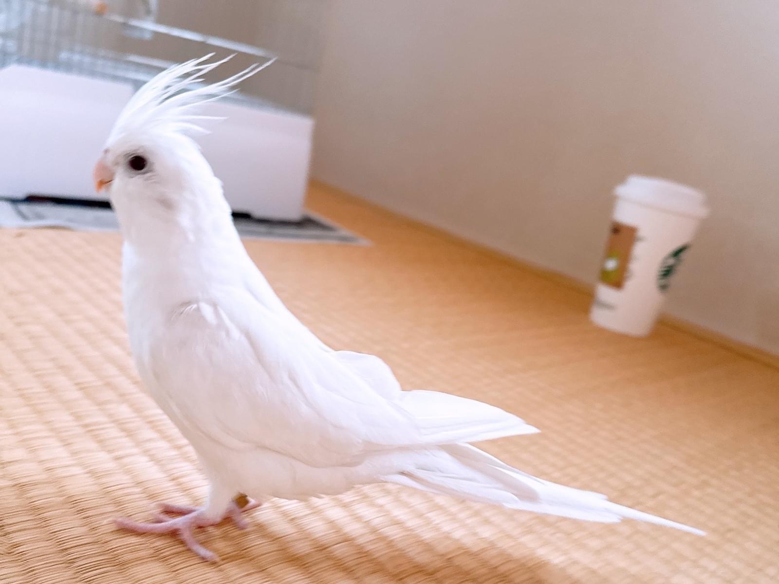 マロンちゃん