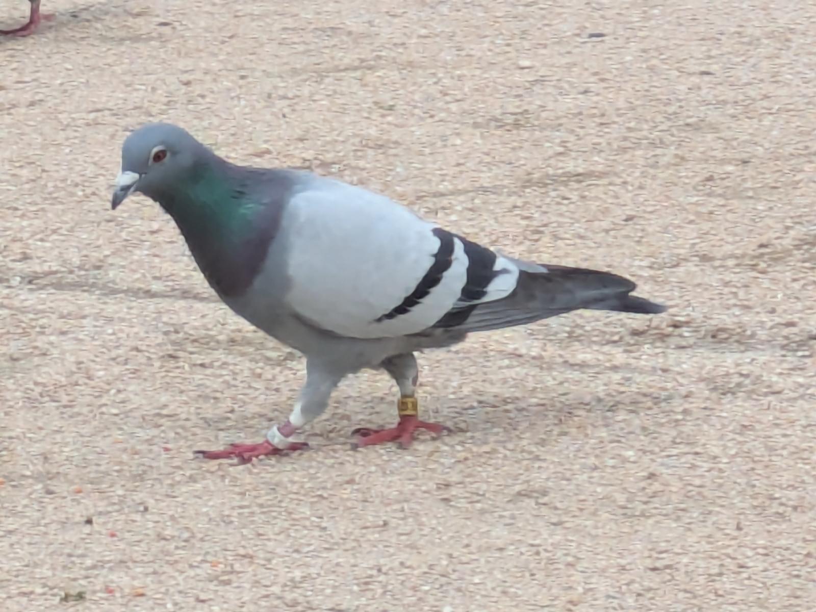 目撃された鳥