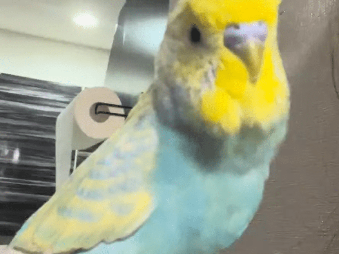 やきとりちゃん