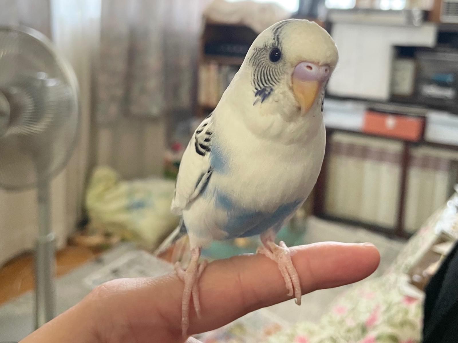 ルルちゃん ルルちゃん