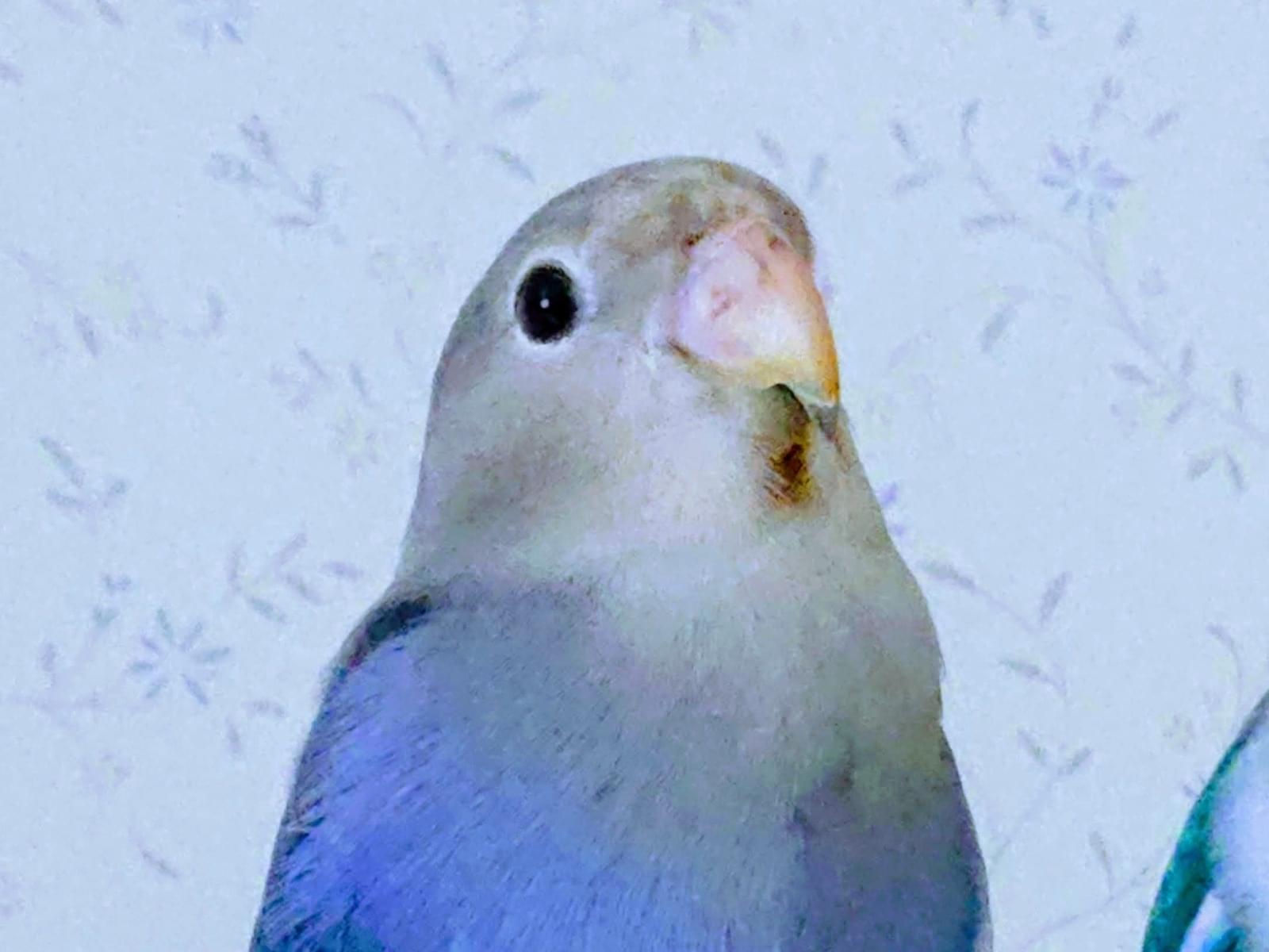 チコちゃん チコちゃん