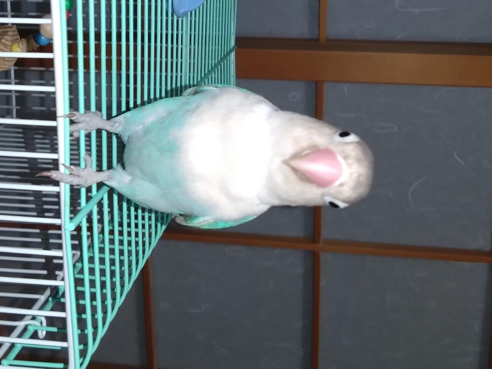チッチちゃん チッチちゃん