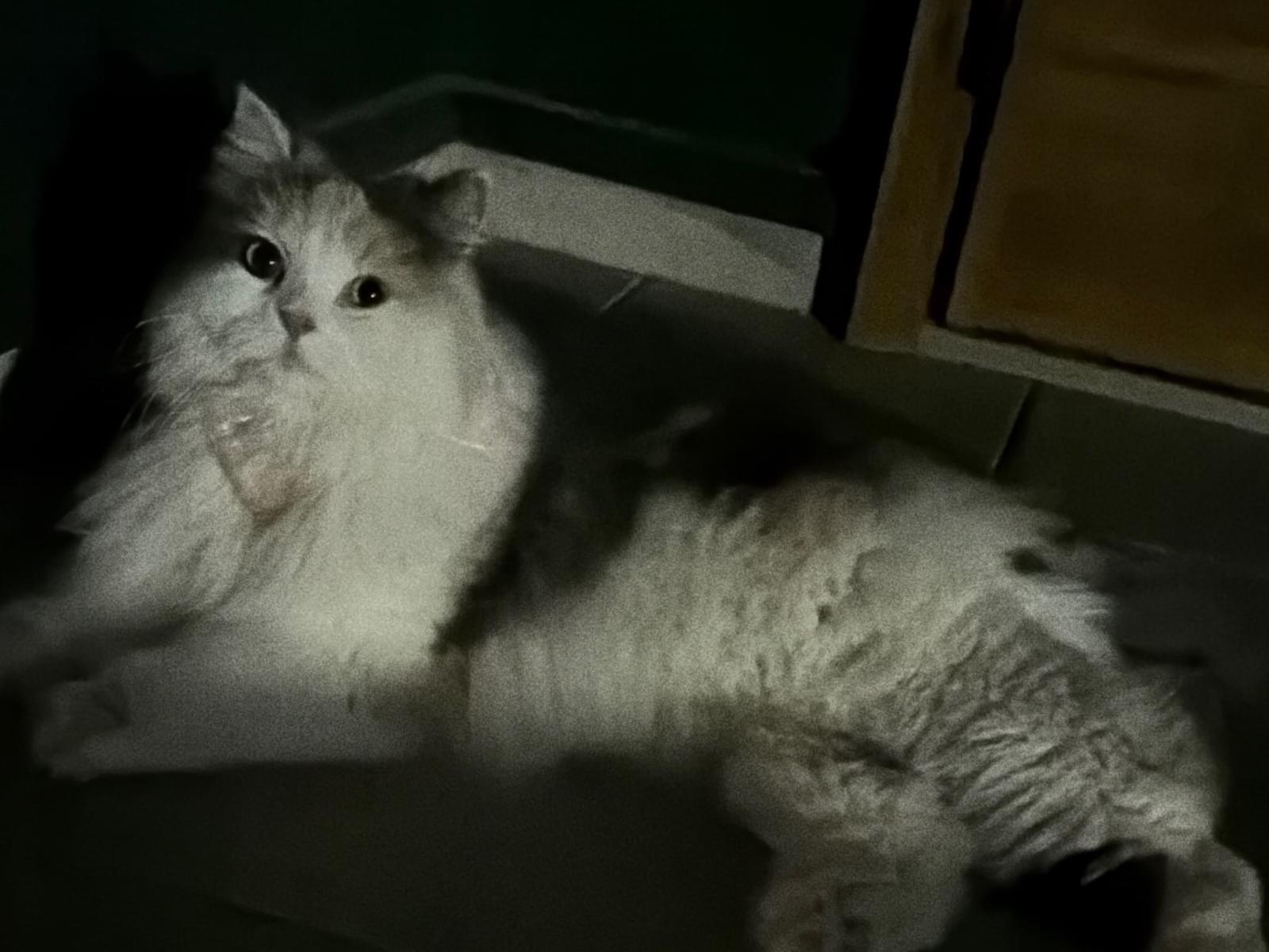 保護された猫