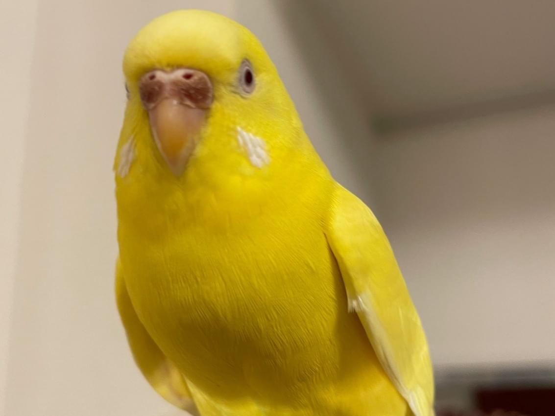 プクちゃん プクちゃん