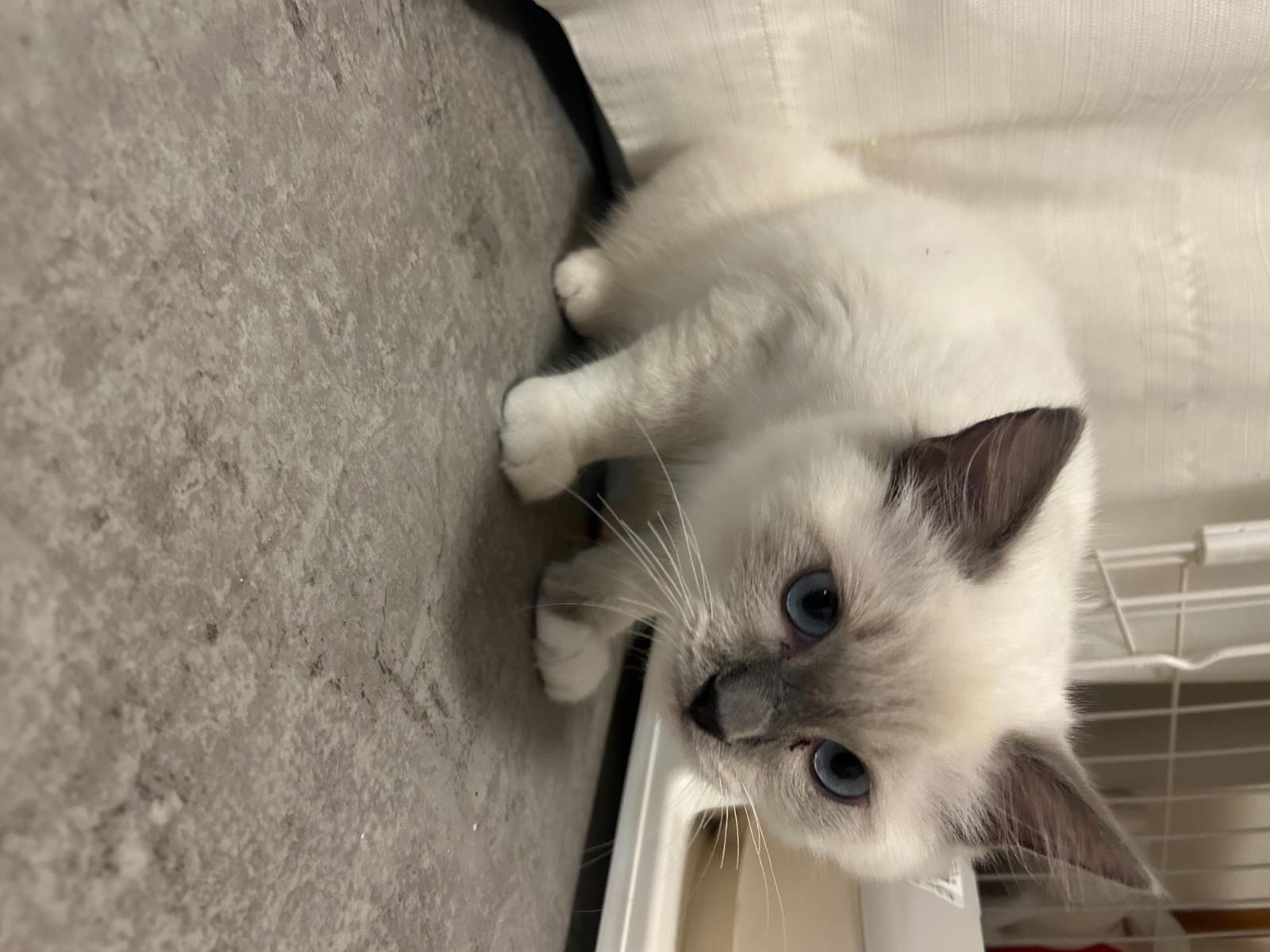 きゃびんちゃん きゃびんちゃん