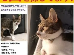 キジ白猫を探しています