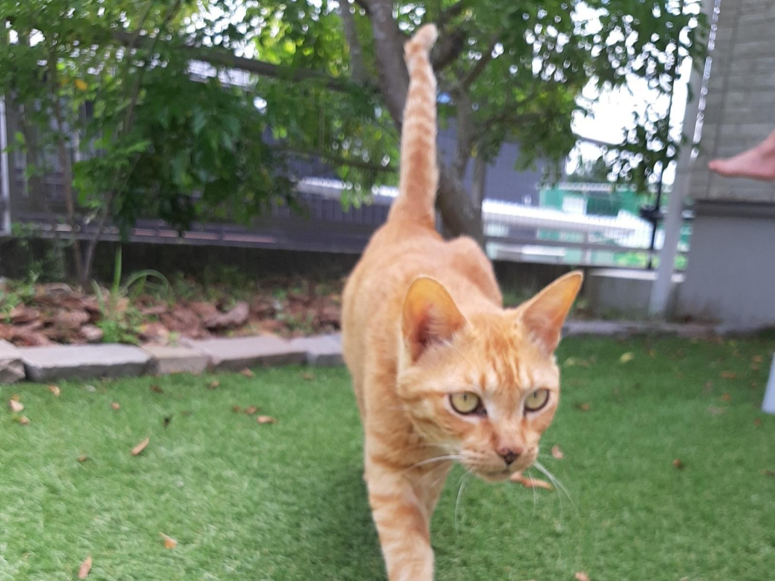 目撃された猫 目撃された猫