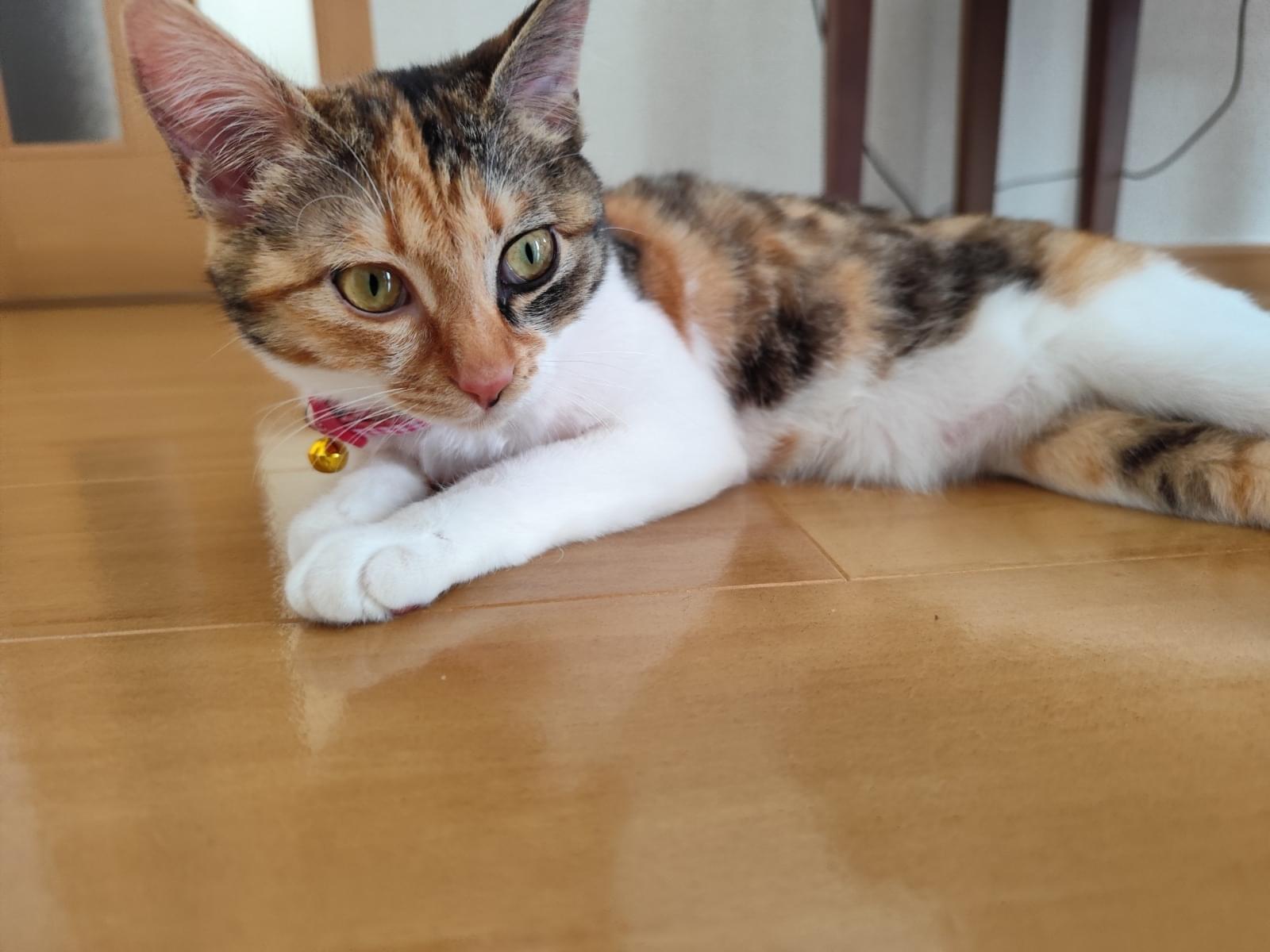 ウポポイちゃん