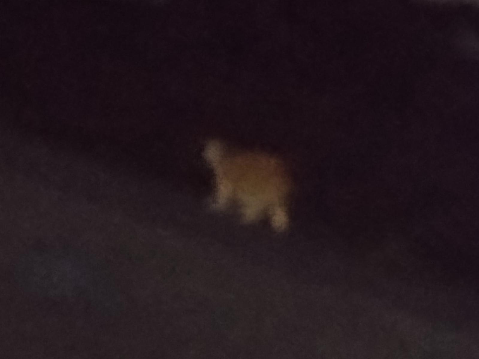 目撃された猫 目撃された猫