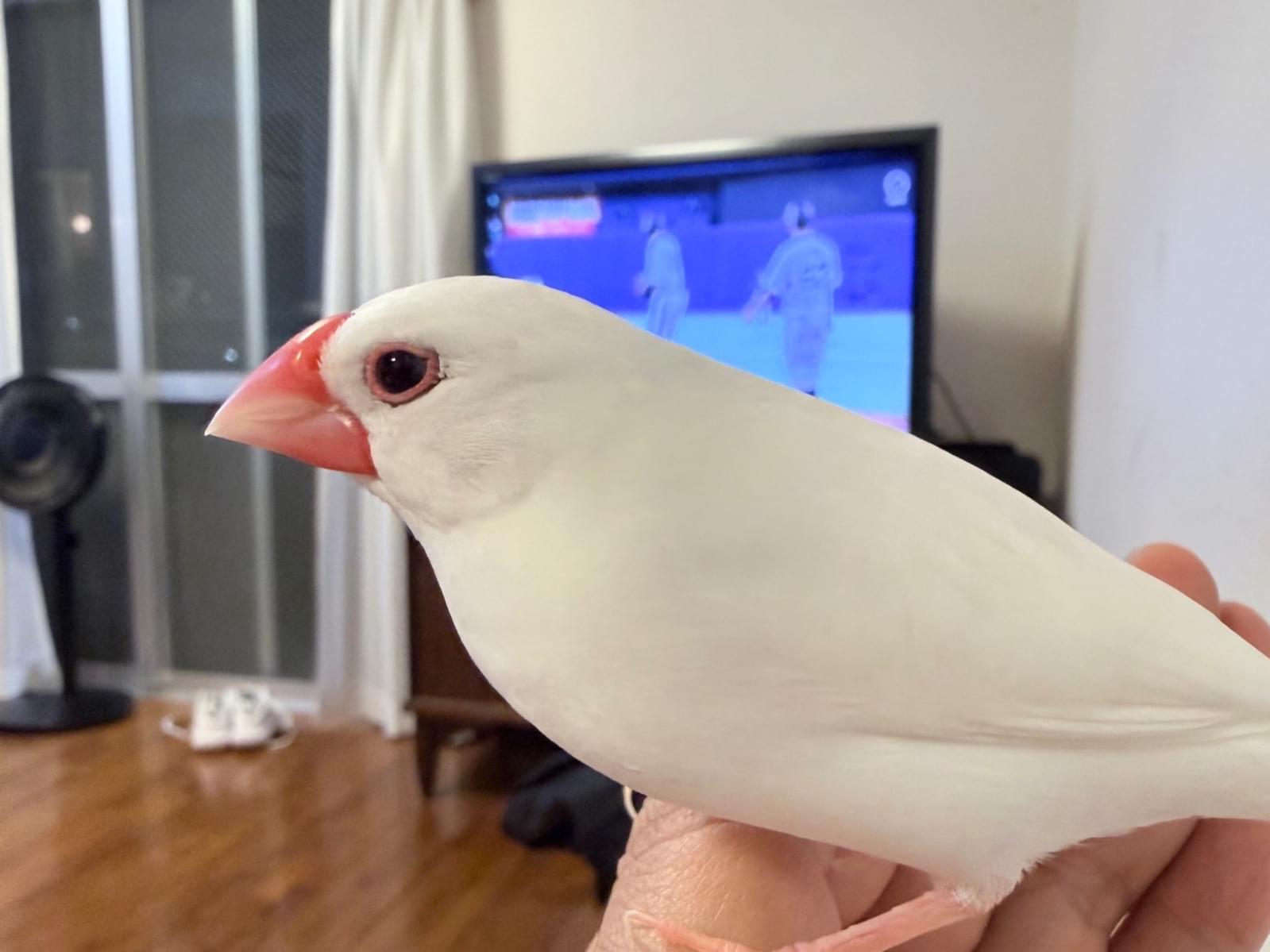 Pちゃん Pちゃん