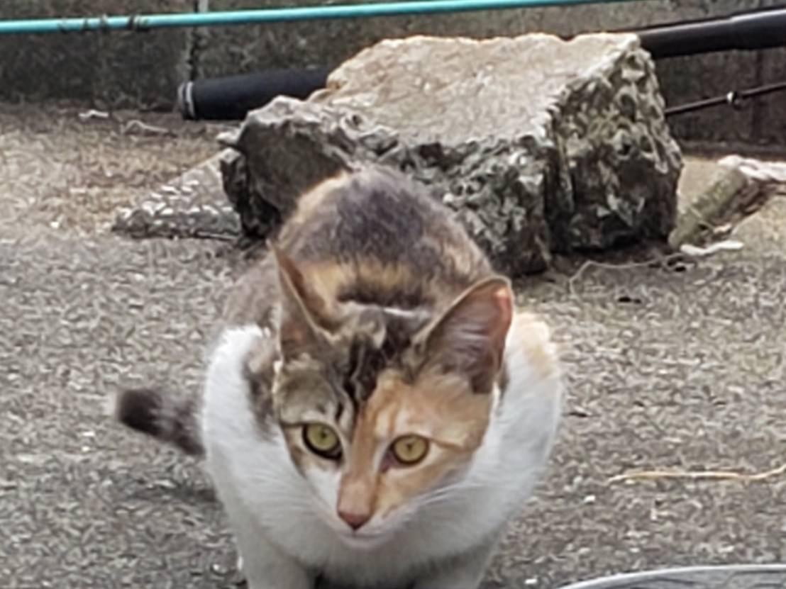 目撃された猫 目撃された猫