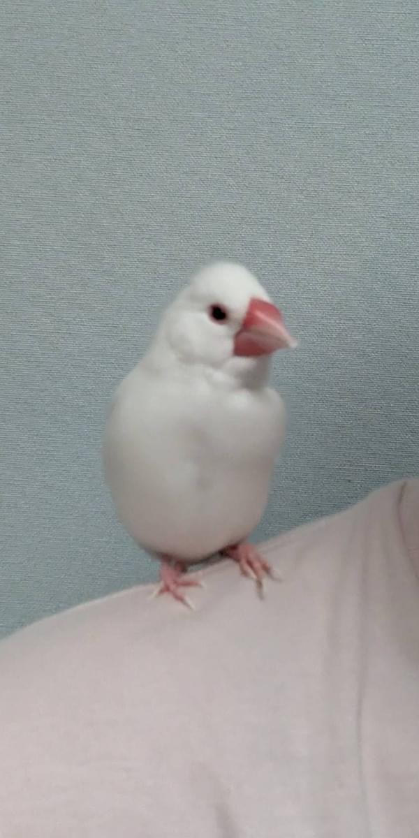 白文鳥を探してます