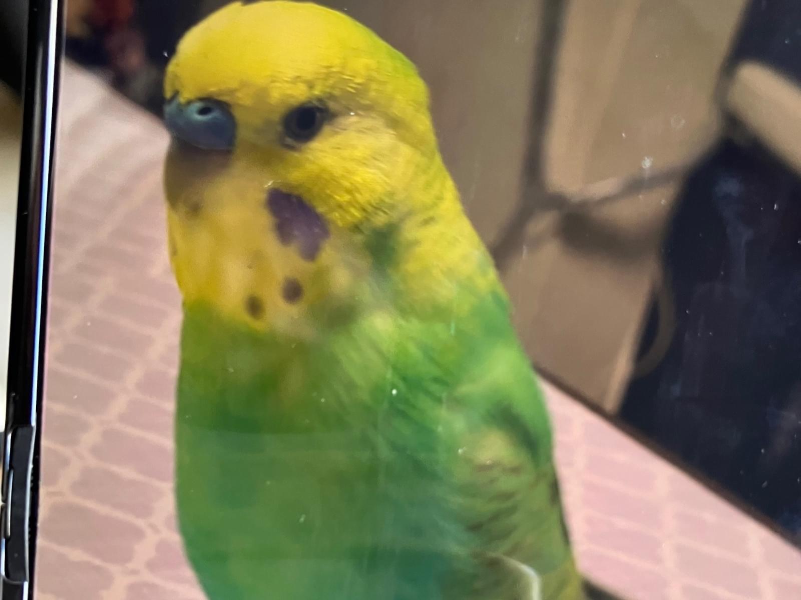 ミヤタ マコちゃん ミヤタ マコちゃん