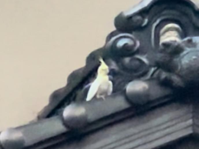 目撃された鳥 目撃された鳥