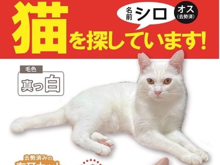シロちゃん シロちゃん