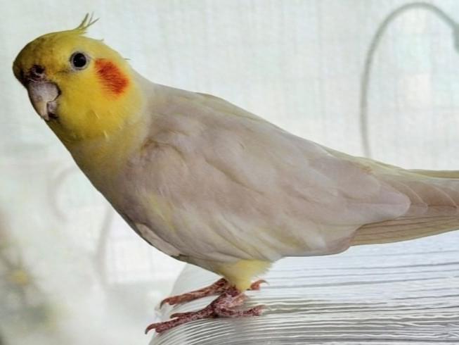 ぴぃちゃん ぴぃちゃん