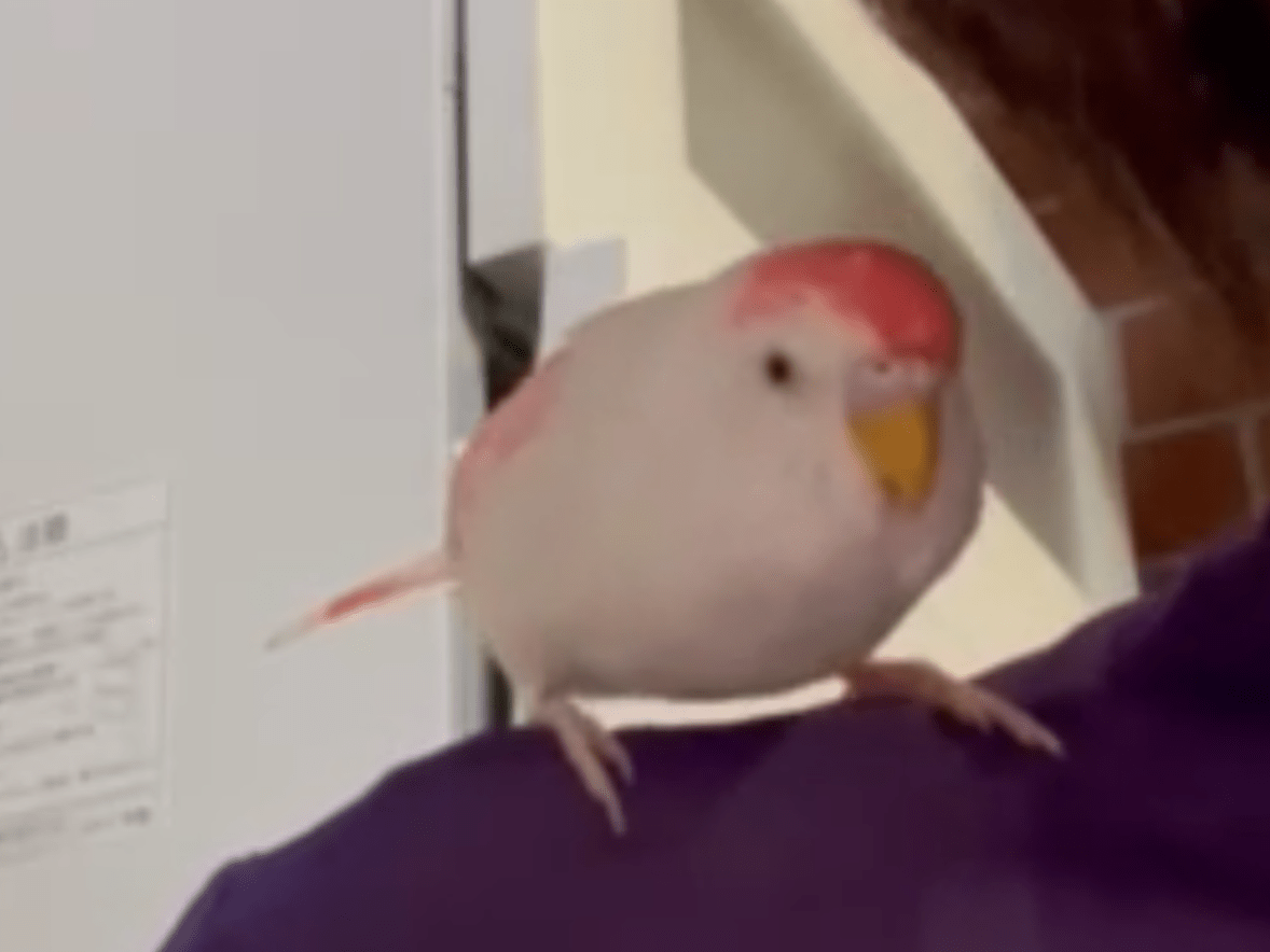 ピコちゃん ピコちゃん