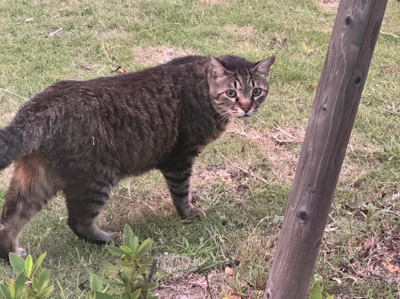 目撃された猫 目撃された猫