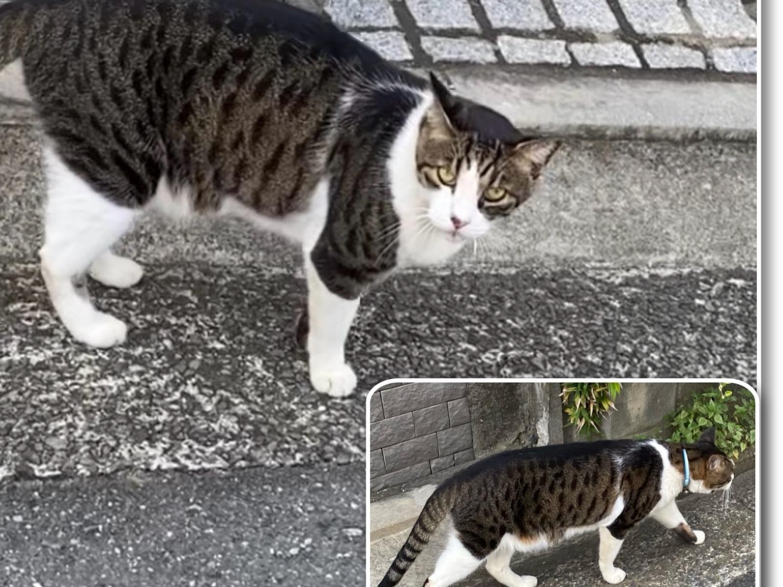 目撃された猫 目撃された猫