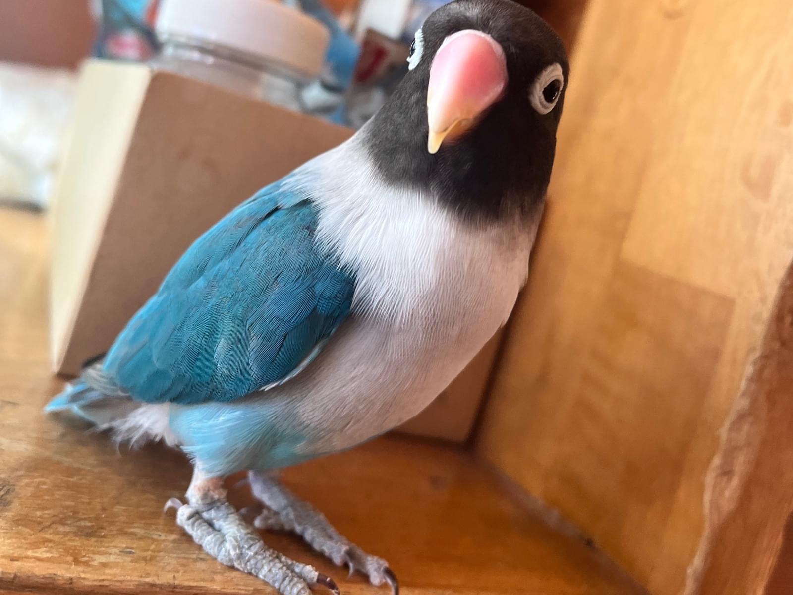 フクちゃん フクちゃん