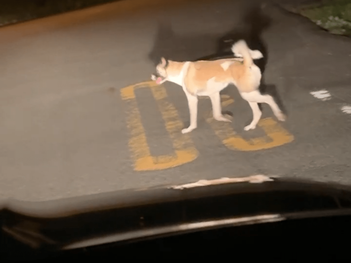 目撃された犬 目撃された犬