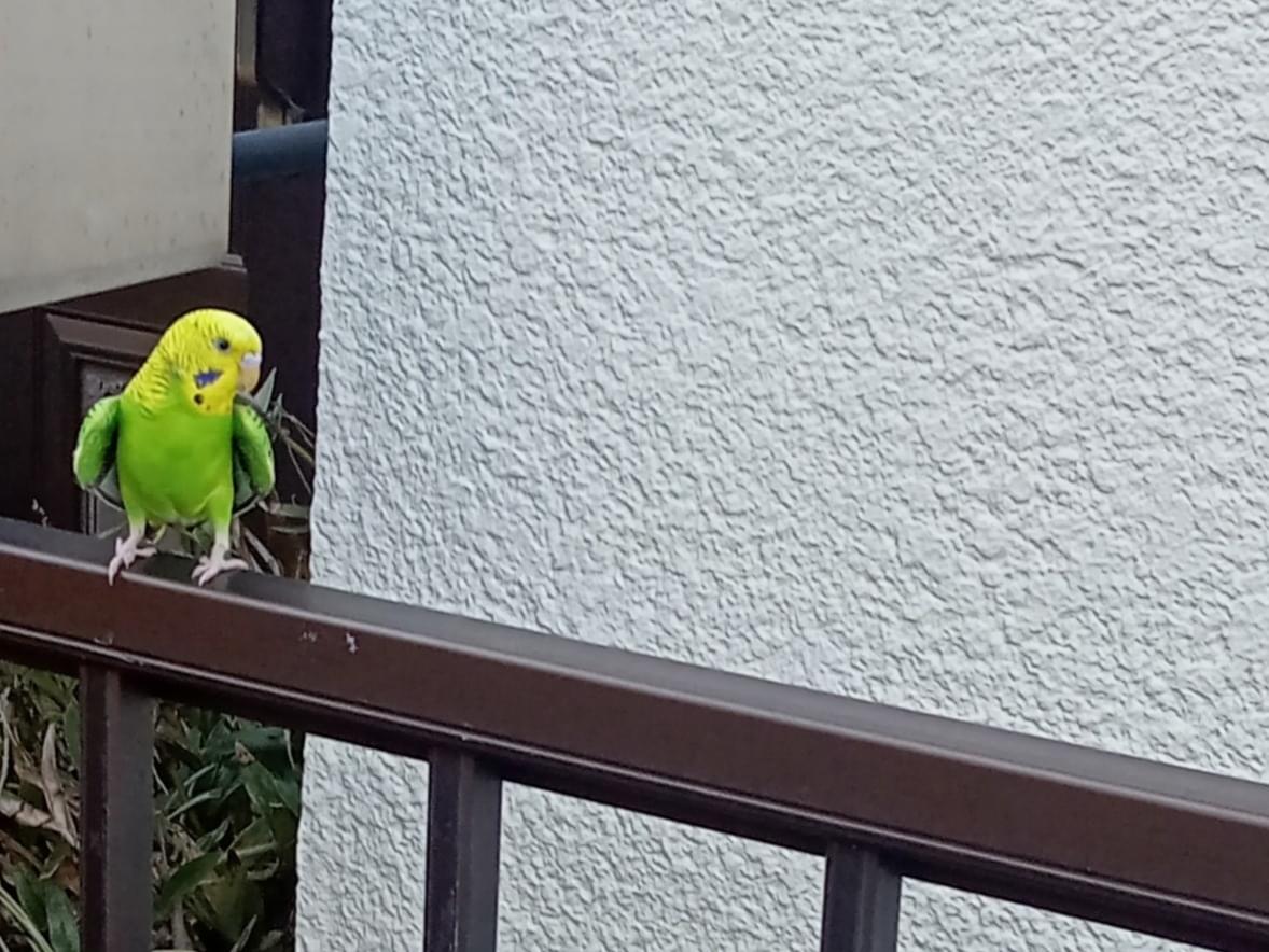 目撃された鳥 目撃された鳥