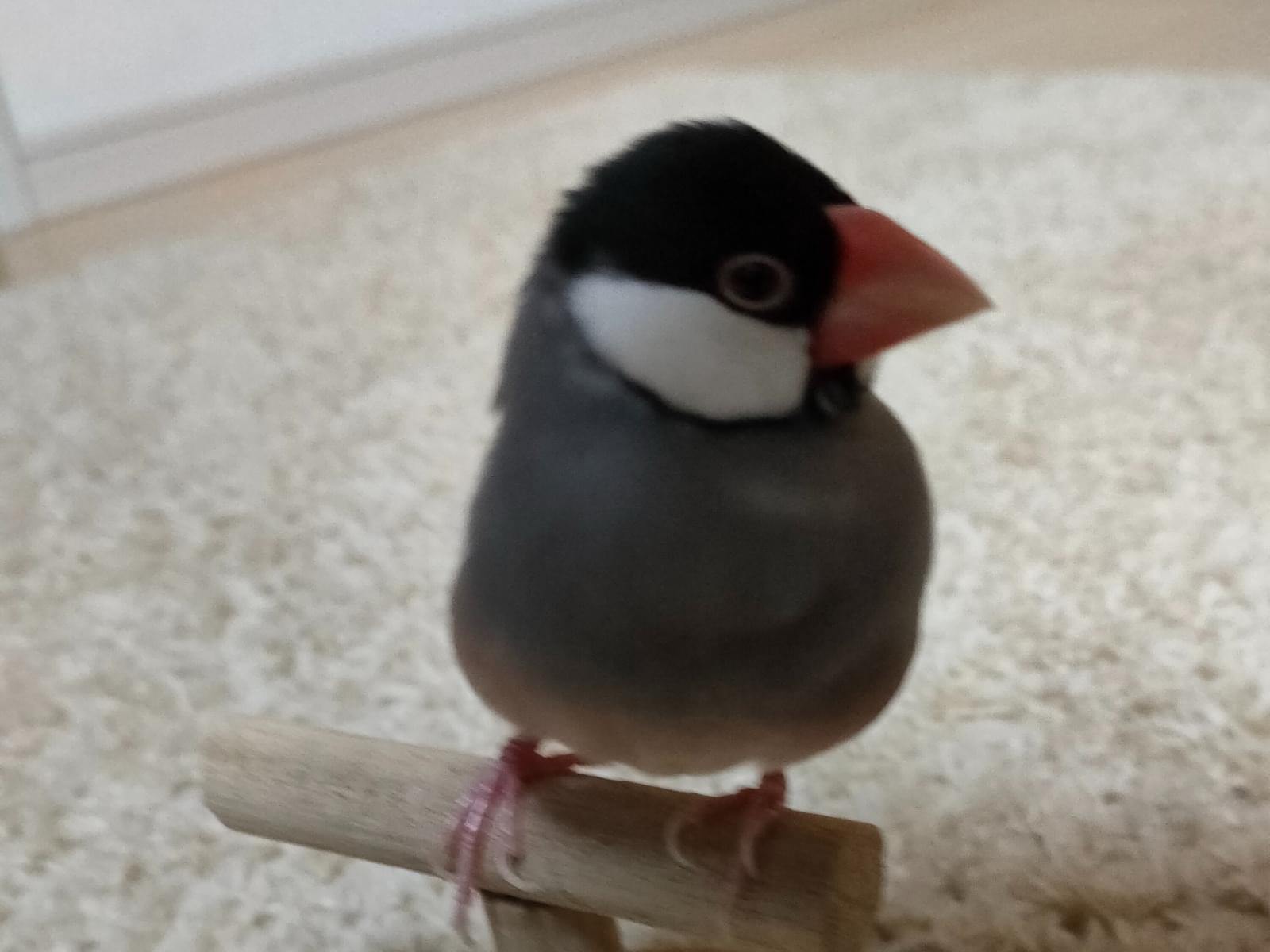 あずきちゃん あずきちゃん