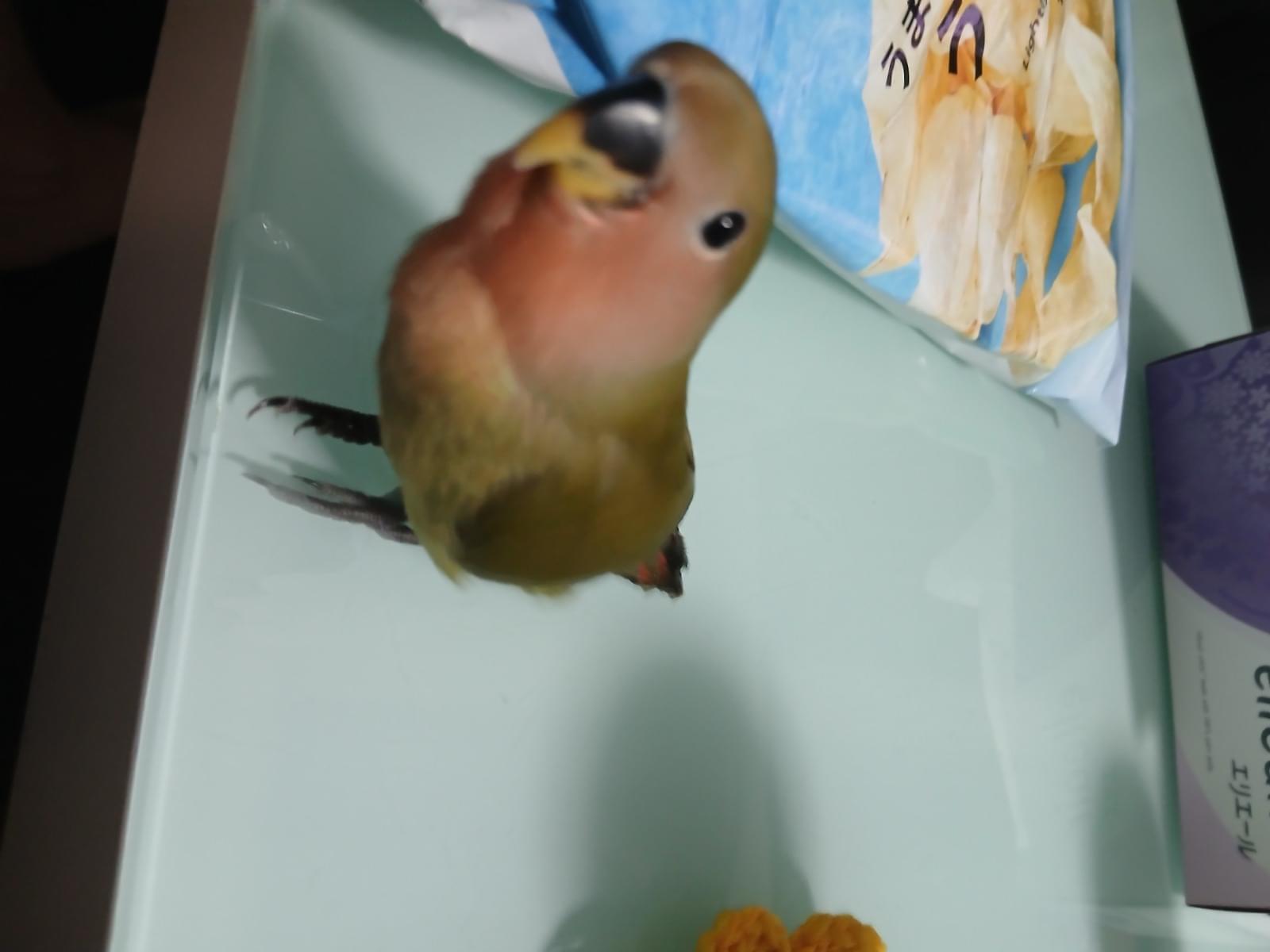 小桜インコのさくらちゃん 小桜インコのさくらちゃん