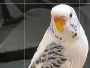 全国の迷子の鳥 (10620件)