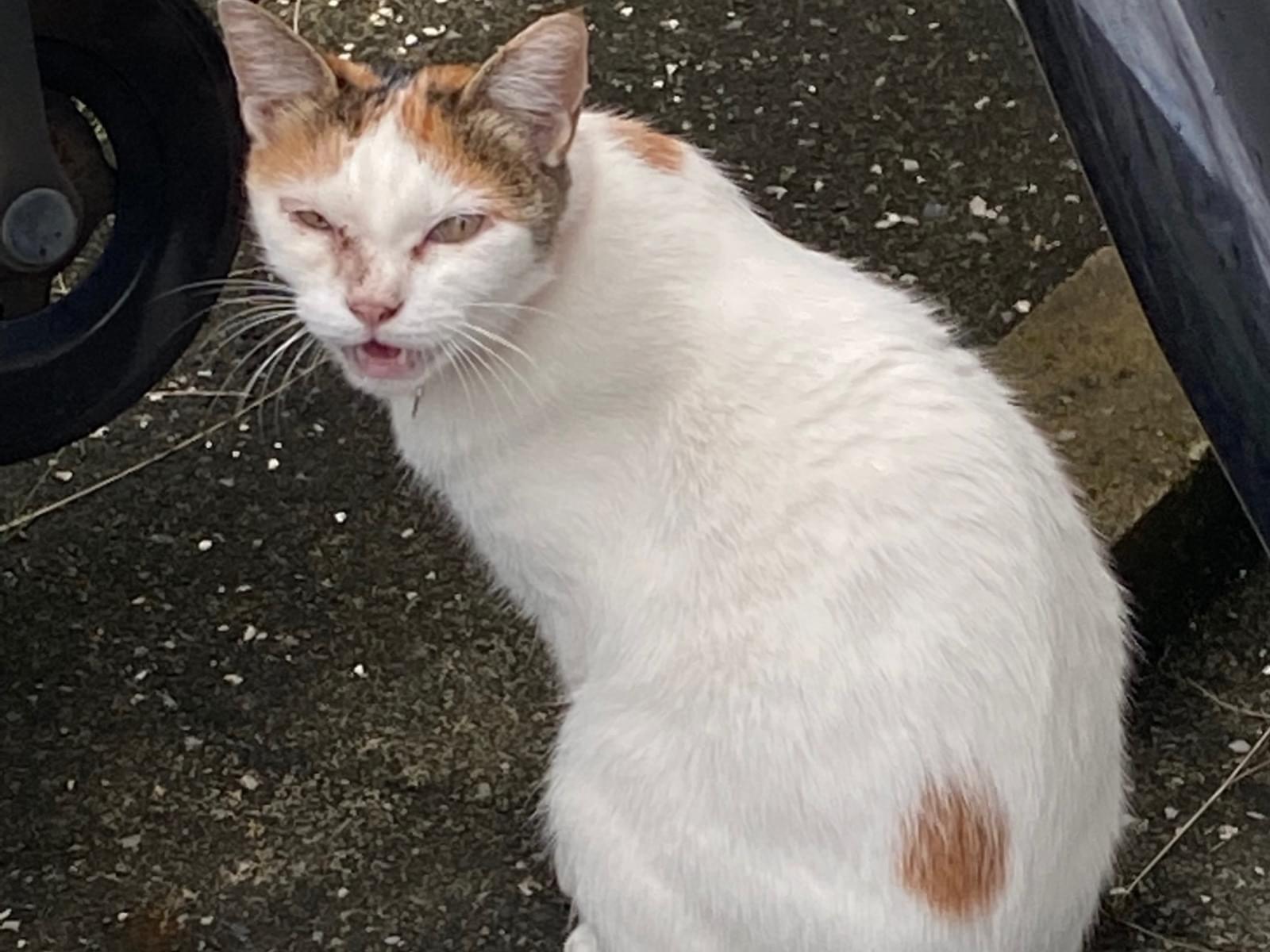 目撃された猫 目撃された猫