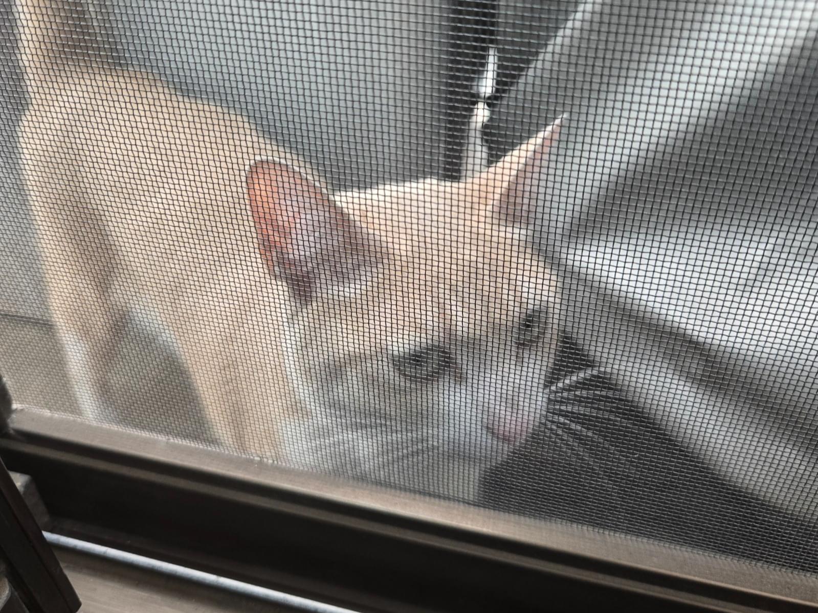 目撃された猫