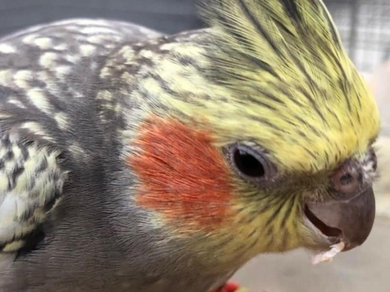 保護された鳥 保護された鳥