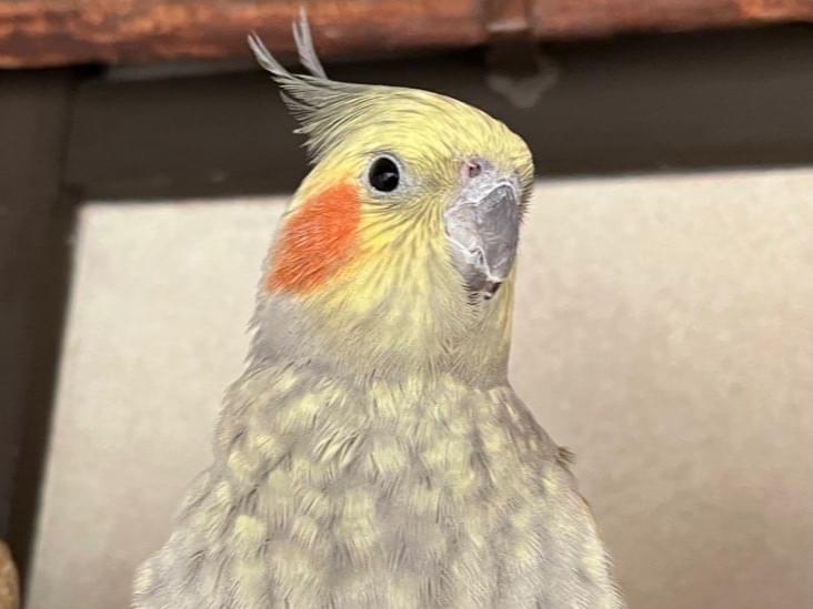 ふくちゃん ふくちゃん