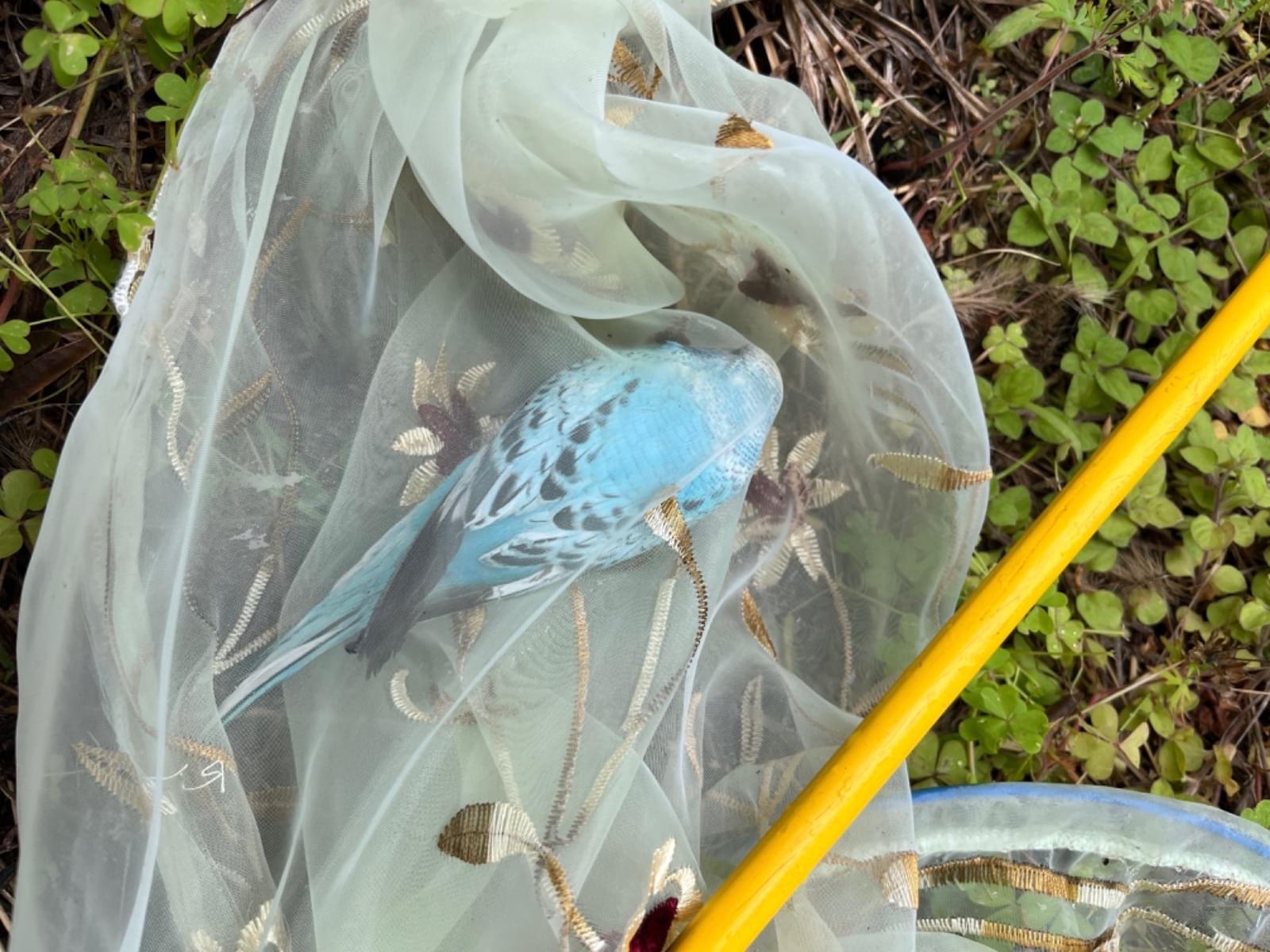 保護された鳥 保護された鳥